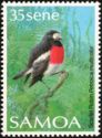 Scarlet Robin (Petroica multicolor)
